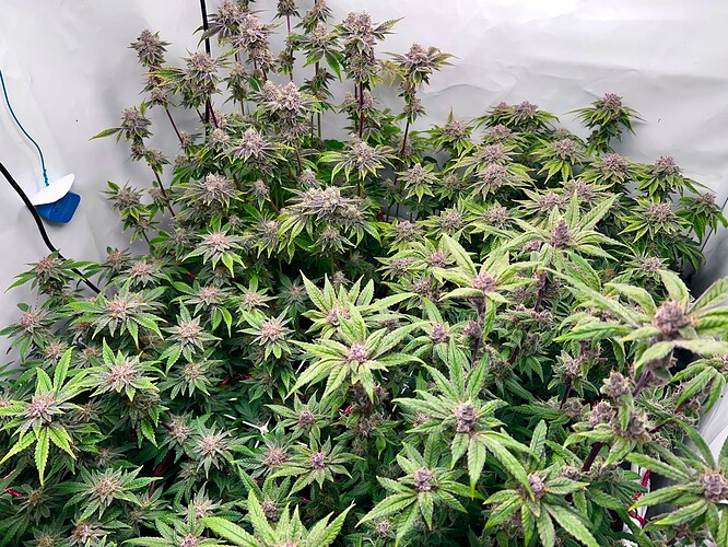 Growreport Bild 3