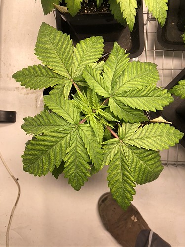 Growreport Bild 16