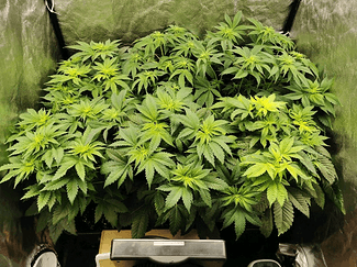 Growreport Bild 8