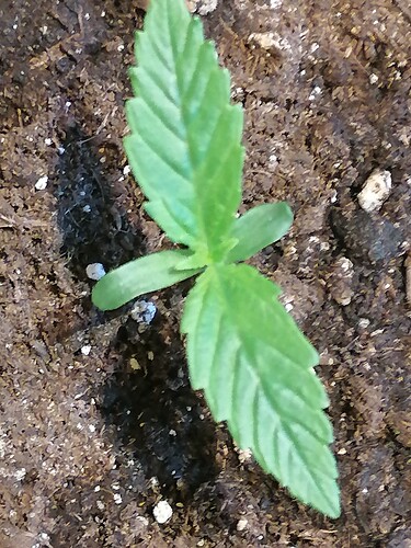 Growreport Bild 17