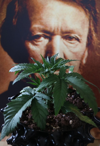 Growreport Bild 2