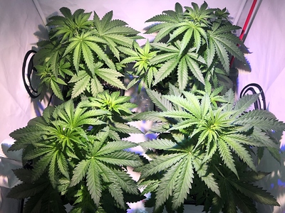 Growreport Bild 2