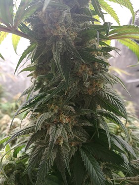Growreport Bild 17