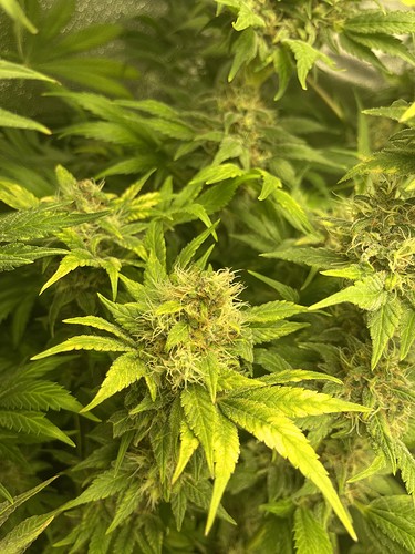 Growreport Bild 35