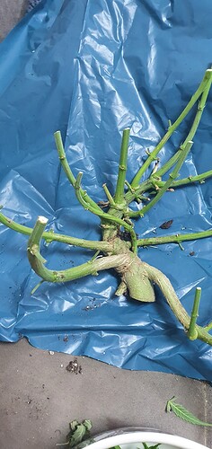 Growreport Bild 12