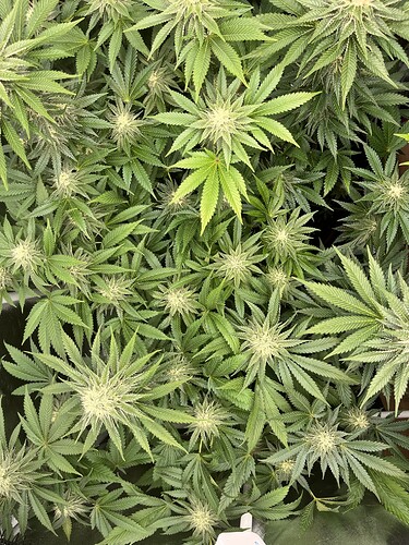 Growreport Bild 14