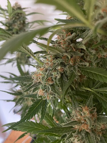 Growreport Bild 22