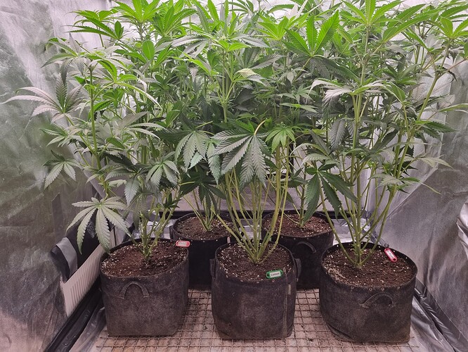 Growreport Bild 33