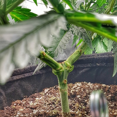 Growreport Bild 7