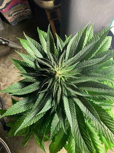 Growreport Bild 6