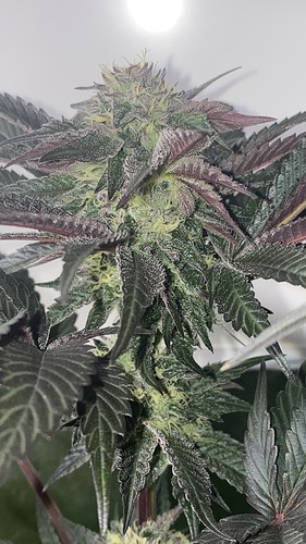 Growreport Bild 6