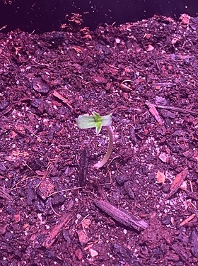 Growreport Bild 7