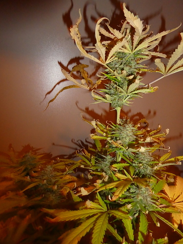 Growreport Bild 2