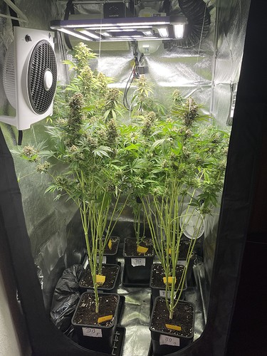 Growreport Bild 44