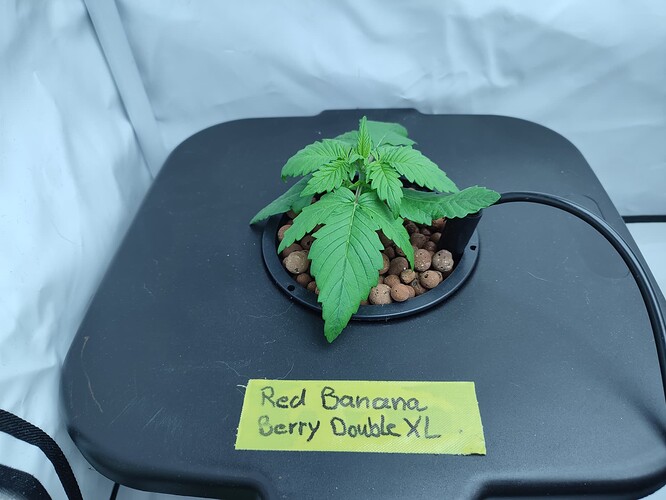 Growreport Bild 28