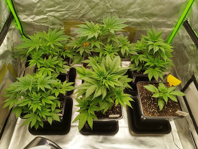 Growreport Bild 13