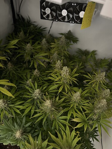 Growreport Bild 1