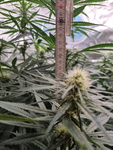 Growreport Bild 15