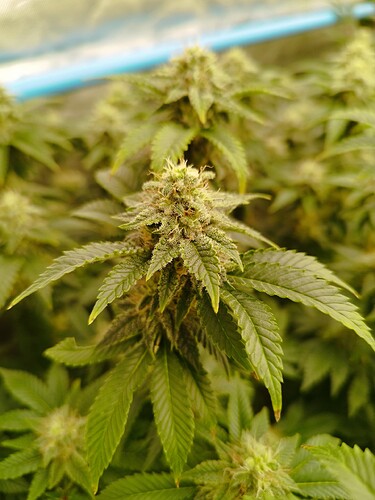 Growreport Bild 16