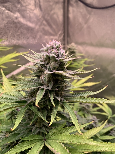 Growreport Bild 14