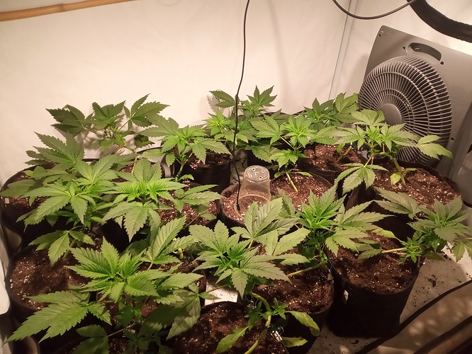Growreport Bild 12