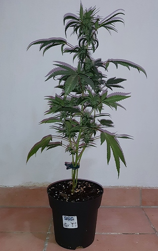 Growreport Bild 1