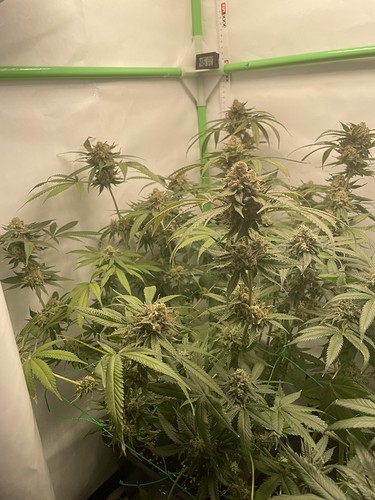 Growreport Bild 4