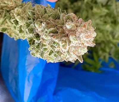 Growreport Bild 1