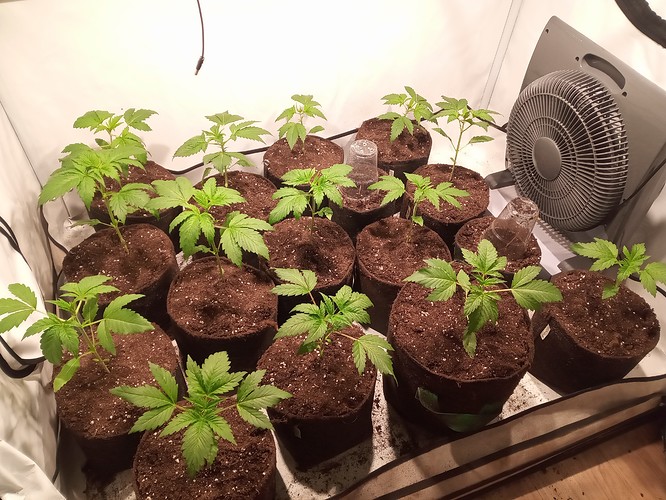 Growreport Bild 6