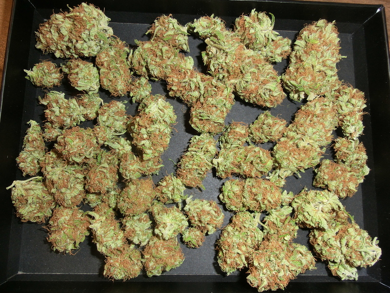 Indoor "Mendocino Skunk" grow