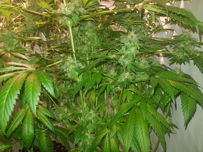 Growreport Bild 3