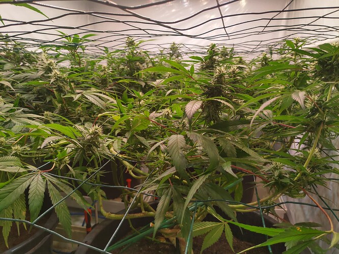 Growreport Bild 16