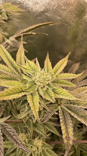 Growreport Bild 17