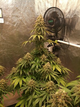 Growreport Bild 5