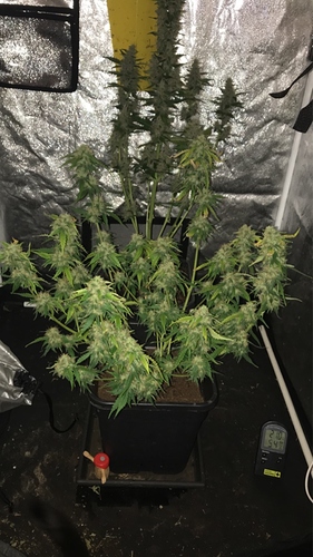 Growreport Bild 1