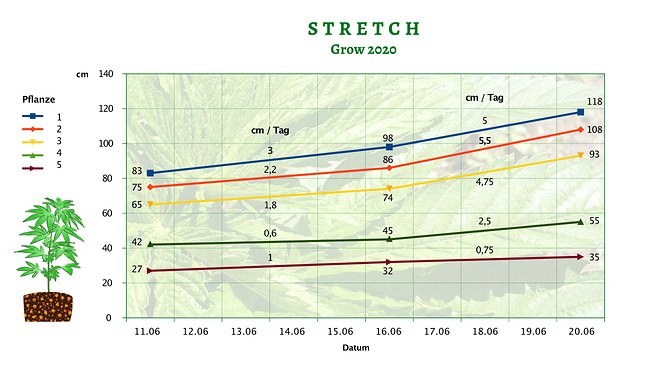 Growreport Bild 3