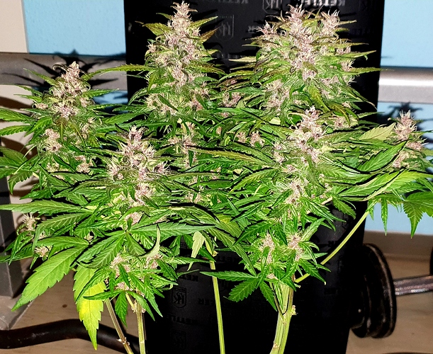Growreport Bild 8