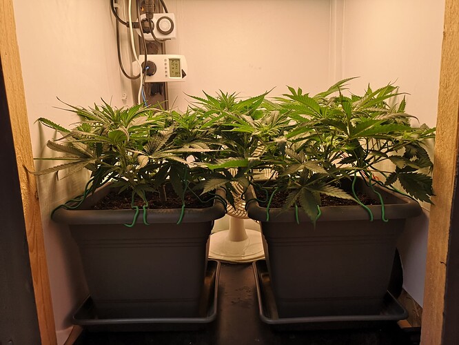Growreport Bild 2