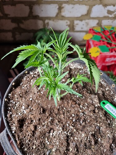 Growreport Bild 32