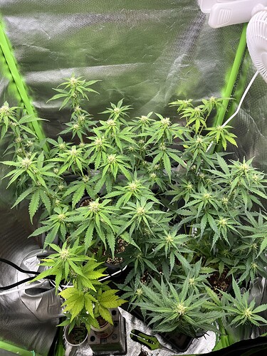 Growreport Bild 8
