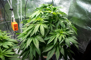 Growreport Bild 29