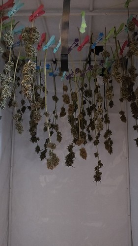 Growreport Bild 14
