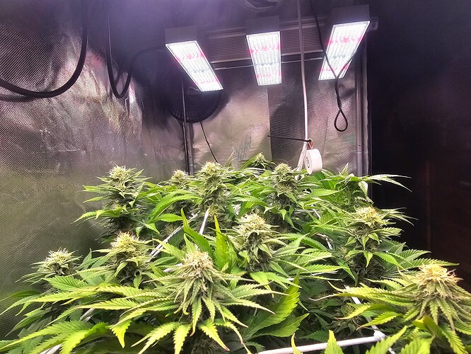 Growreport Bild 7