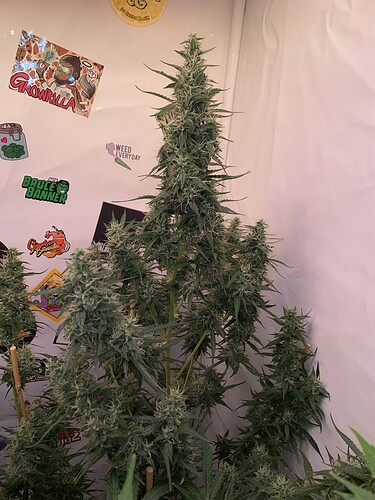 Growreport Bild 4
