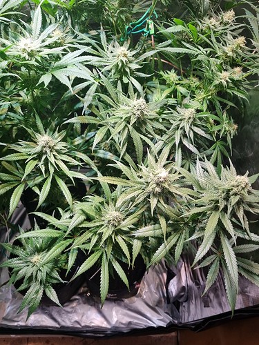 Growreport Bild 8