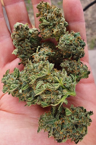 Growreport Bild 16