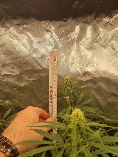 Growreport Bild 9