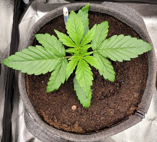 Growreport Bild 147
