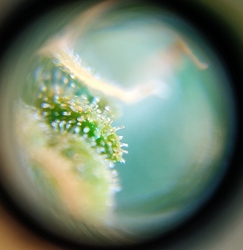 Growreport Bild 5