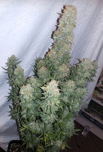 Growreport Bild 1